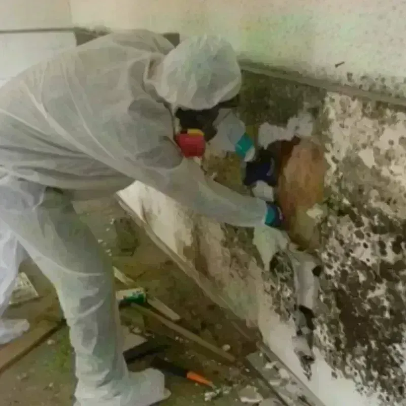 Mold Remediation and Removal in South Bay, FL